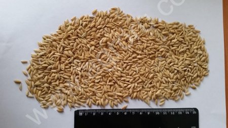 Рис-сырец товарный