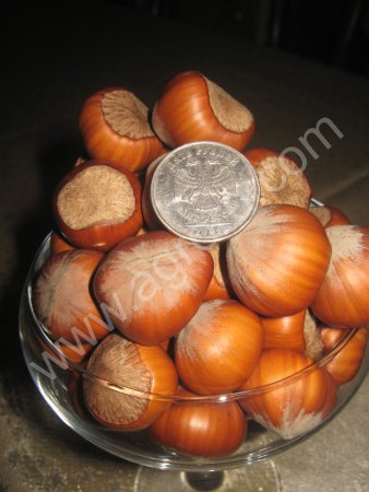 Вегетативные саженцы фундука Керасунд Круглый