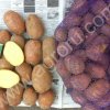 картофель Ред Скарлет 6+