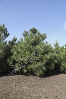 Саженцы древесно-кустарниковых пород деревьев