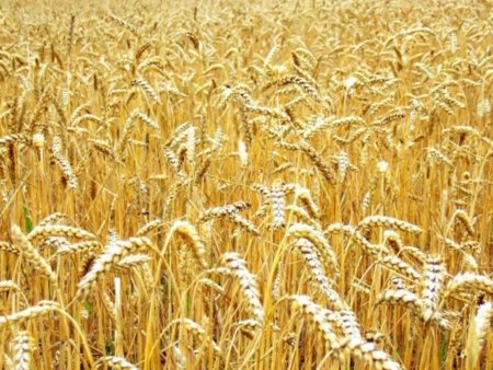 Индия объявила еще один тендер по экспорту своей пшеницы