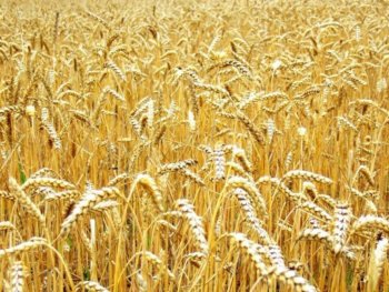 Индия объявила еще один тендер по экспорту своей пшеницы
