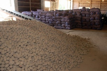 Великобритания: Стоимость картофеля снижается