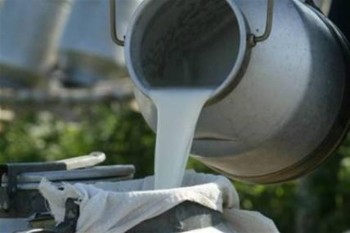 В Минсельхозе объяснили смысл молочных интервенций