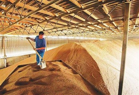 Зерновые закупочные интервенции в РФ начнутся 19 августа