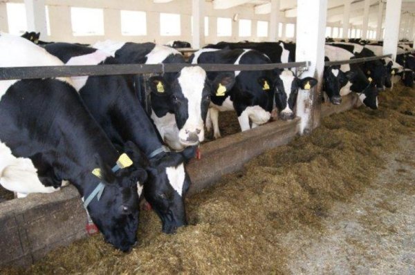 Российское молочное скотоводство стоит на месте - министр