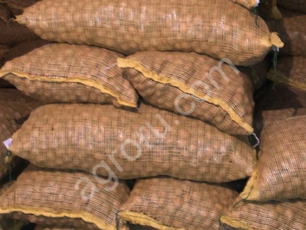 Грецкий орех 28+