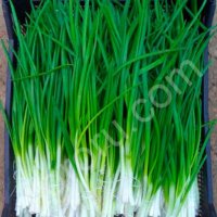 Лук Зеленый