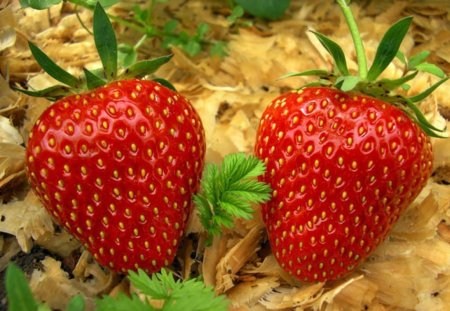 Огурцы, помидоры, картофель за год подорожали, клубника подешевела