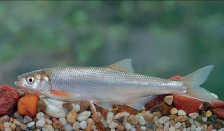 Искусственно выращенная молодь шемаи