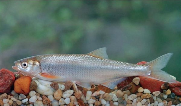 Искусственно выращенная молодь шемаи