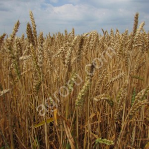 Семена озимой пшеницы Безостая 100