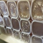 Цветочный мёд