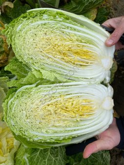 Капуста пекинская