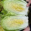 Капуста пекинская
