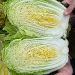 Капуста пекинская