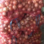 лук репчатый