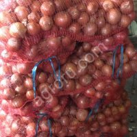 лук репчатый