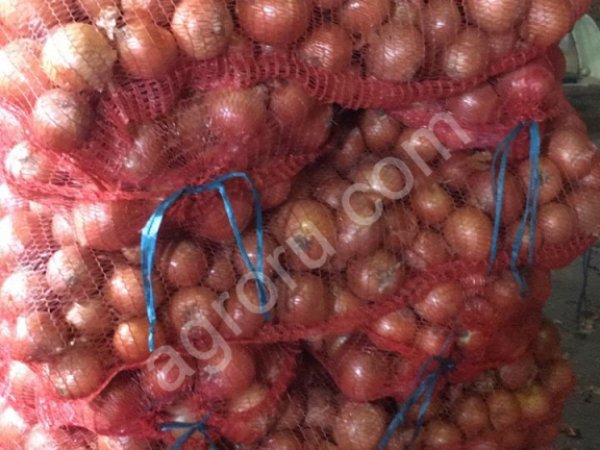 лук репчатый