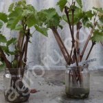 Семена Черной смородины (Черенки)