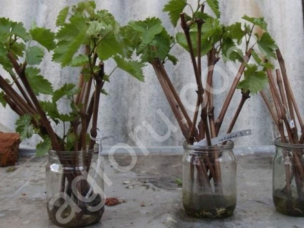 Семена Черной смородины (Черенки)