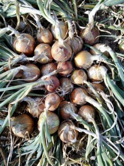 лук репчатый