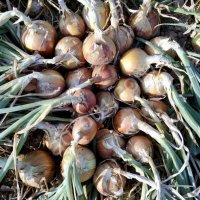 лук репчатый