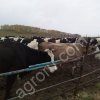 КРС коровы, КРС телки, КРС выбракованные коровы на убой, КРС Быки