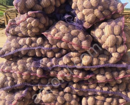 картофель оптом