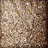 Овес от КФХ