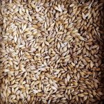 Овес от КФХ