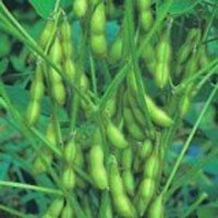 Завод по переработке сои построят на Кубани