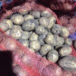 Картофель оптом от производителя