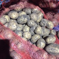 Картофель оптом от производителя