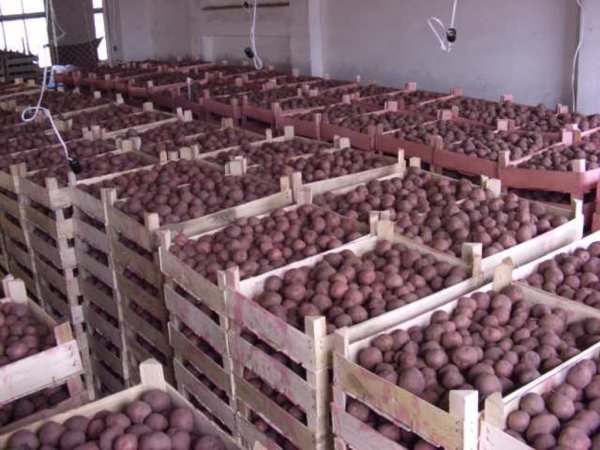 Тамбовская картошка с заграничным привкусом