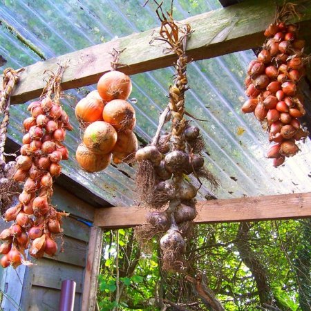 Переизбыток предложения лука на польском рынке