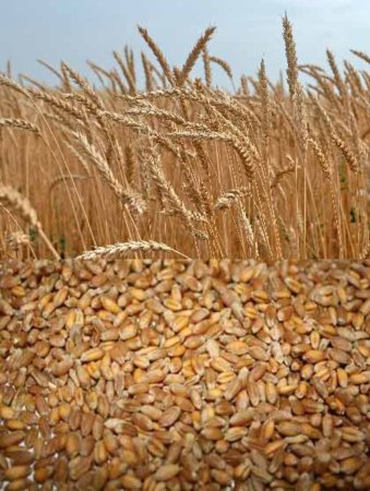 Египет сократит импорт пшеницы на четверть с помощью науки