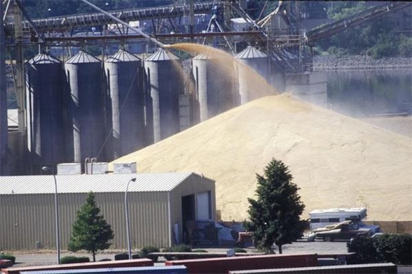 ФТС: экспорт зерна из РФ за первые дни февраля составил 177 тыс тонн