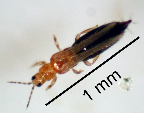 Партия салата возвращена поставщику