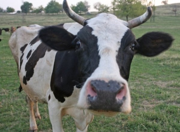 В Луганской области уменьшается производство молока