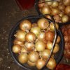 Лук репчатый | ПЕРВЫЙ СОРТ