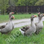 Яйца гусиные