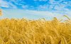 пшеницу 3 и 4класса