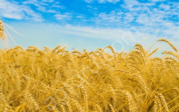 пшеницу 3 и 4класса