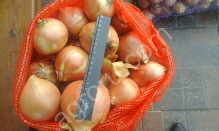 лук репчатый