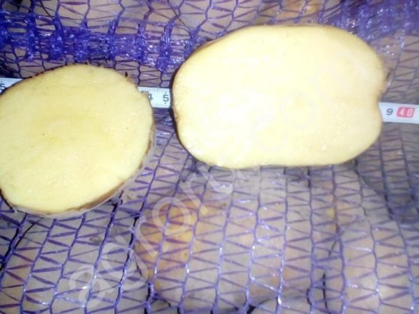 Картофель оптом. Урожай 2018 года