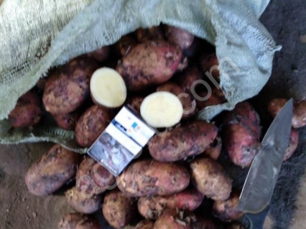 Картофель оптом от 20 тонн