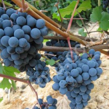 Столовый виноград сторта Агадаи и Мускат Гамбурский