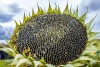 Семена гибридов подсолнечника устойчивых к гербицидам Экспресс Евро лайтинг