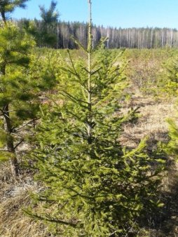 Ель обыкновенная